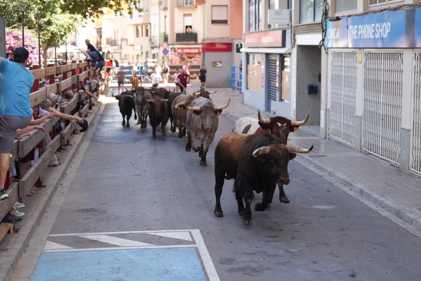 Primer encierro de las fiestas de Sant Pere del Grau