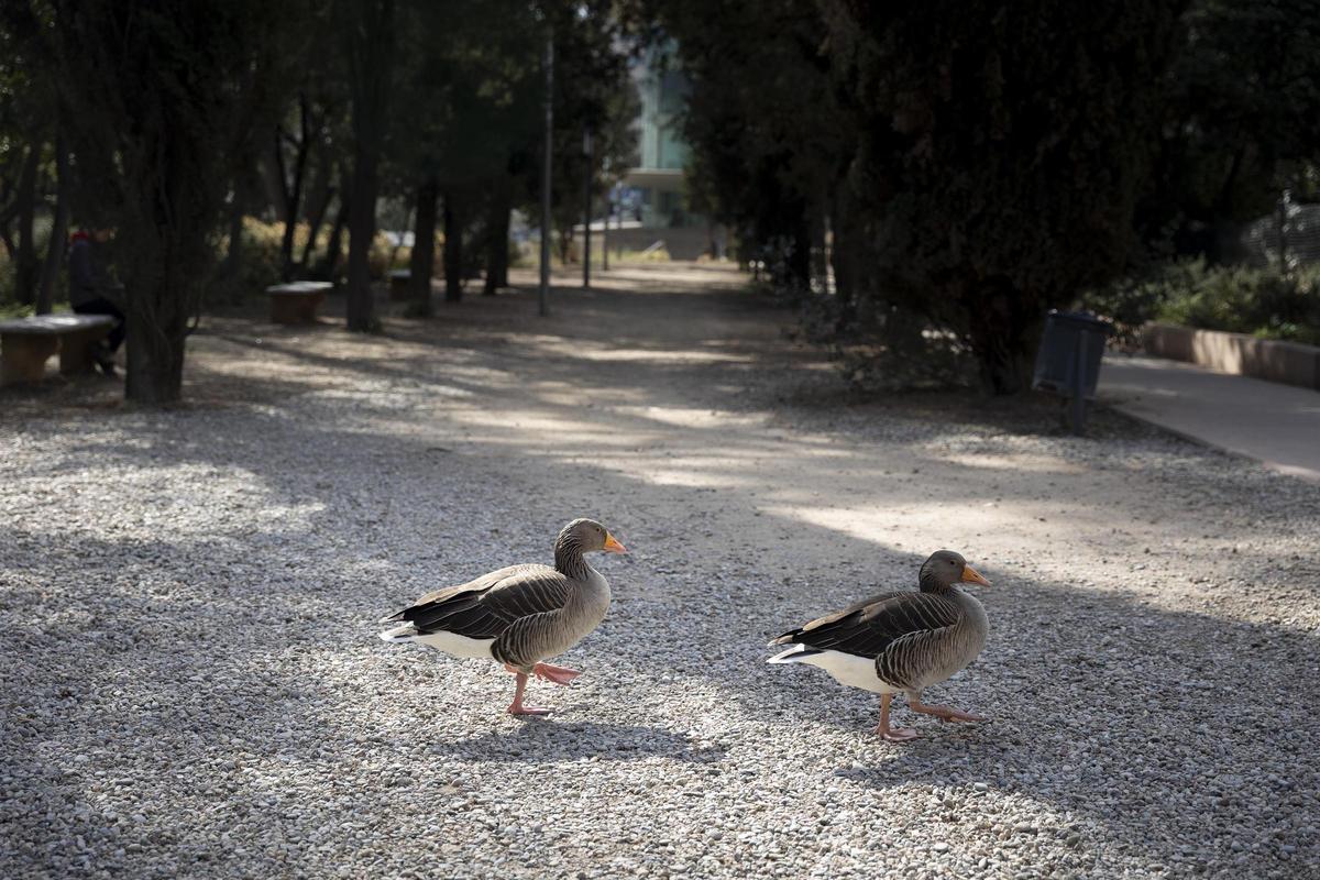 Dos aves en el jardín de Torre Girona, en Barcelona.