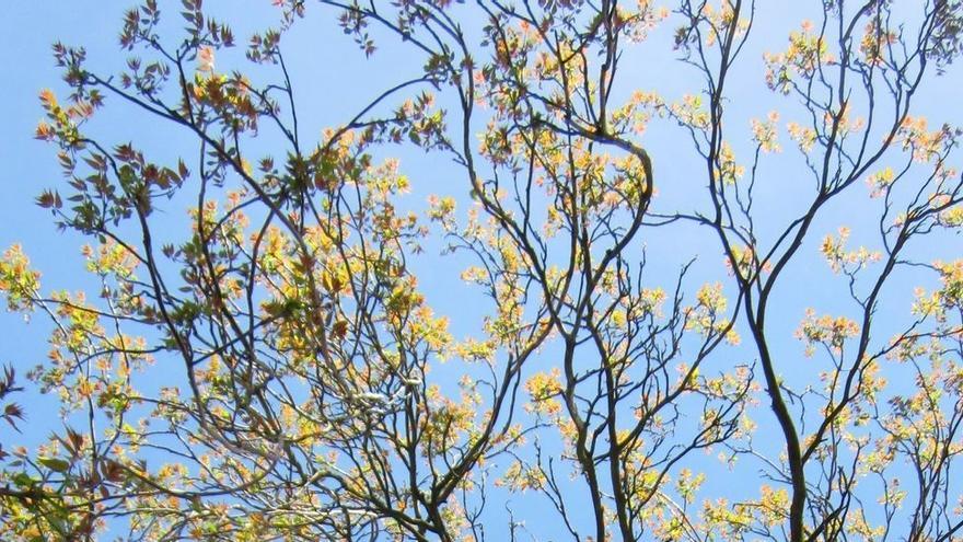 Un exemplar d&#039;Ailanthus altíssima