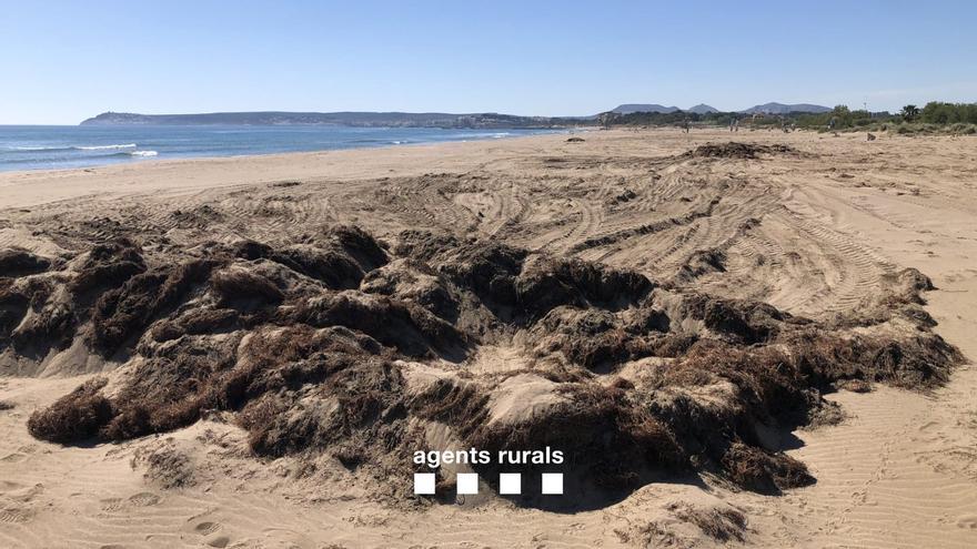 Els Agents Rurals denuncien un càmping de Sant Pere Pescador per retirar algues de les dunes de la platja