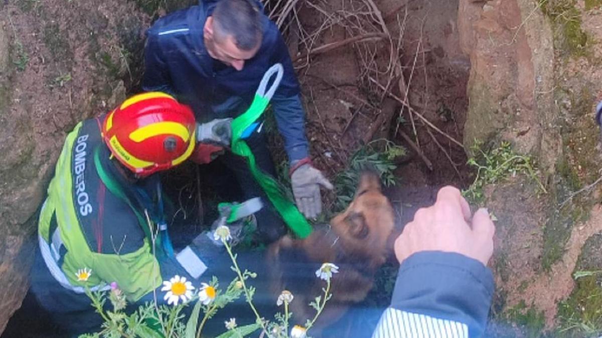 Un momento del rescate del perro por los Bomberos del Consorcio Provincial.