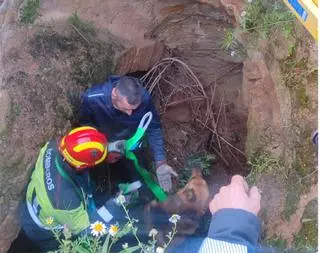 Rescatan a un pastor alemán atrapado en un socavón de más de cuatro metros en Moraleja del Vino