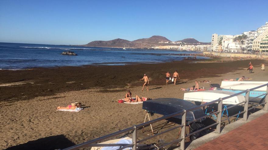 El Ayuntamiento retira media tonelada de algas de Las Canteras