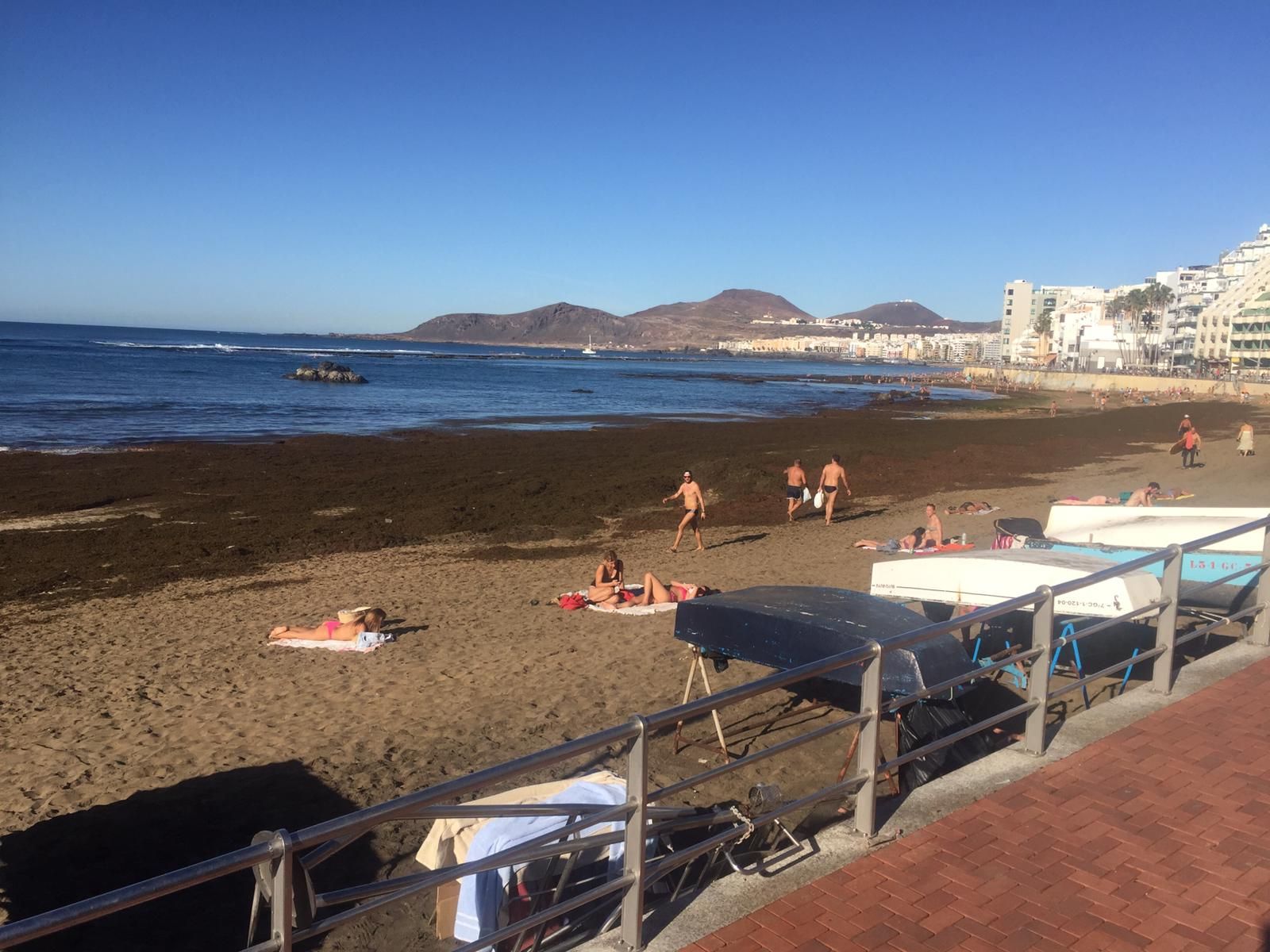 Algas en Las Canteras