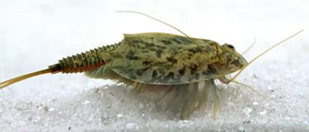 Un ejemplar de  Triops cancriformis