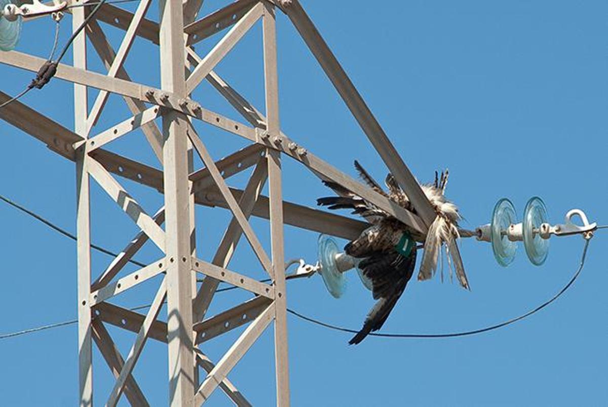 Rapaz muerta en una torre eléctrica