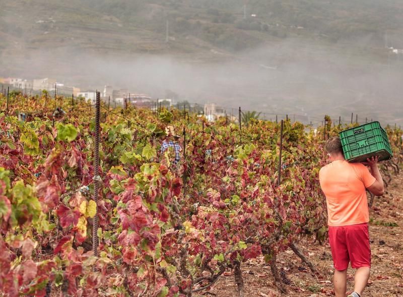 Jornada de vendimia en Tenerife