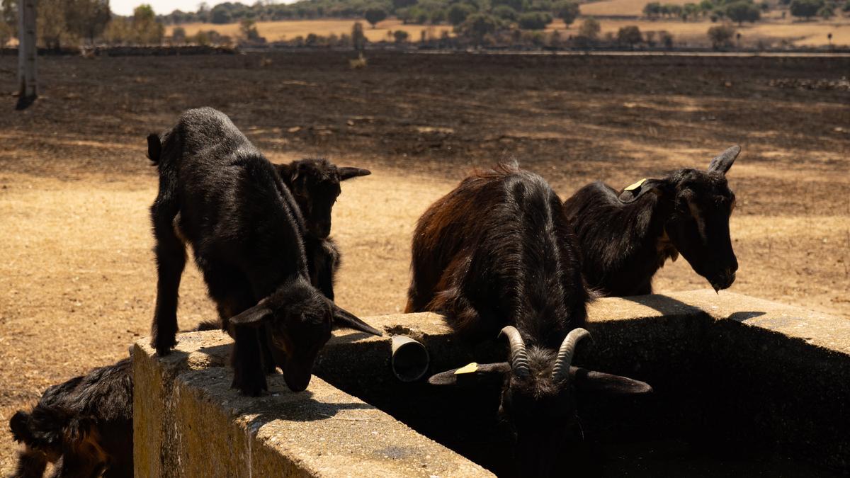 Ganado en Zamora bebiendo agua con el desolador paisaje quemado detrás por los incendios en Zamora