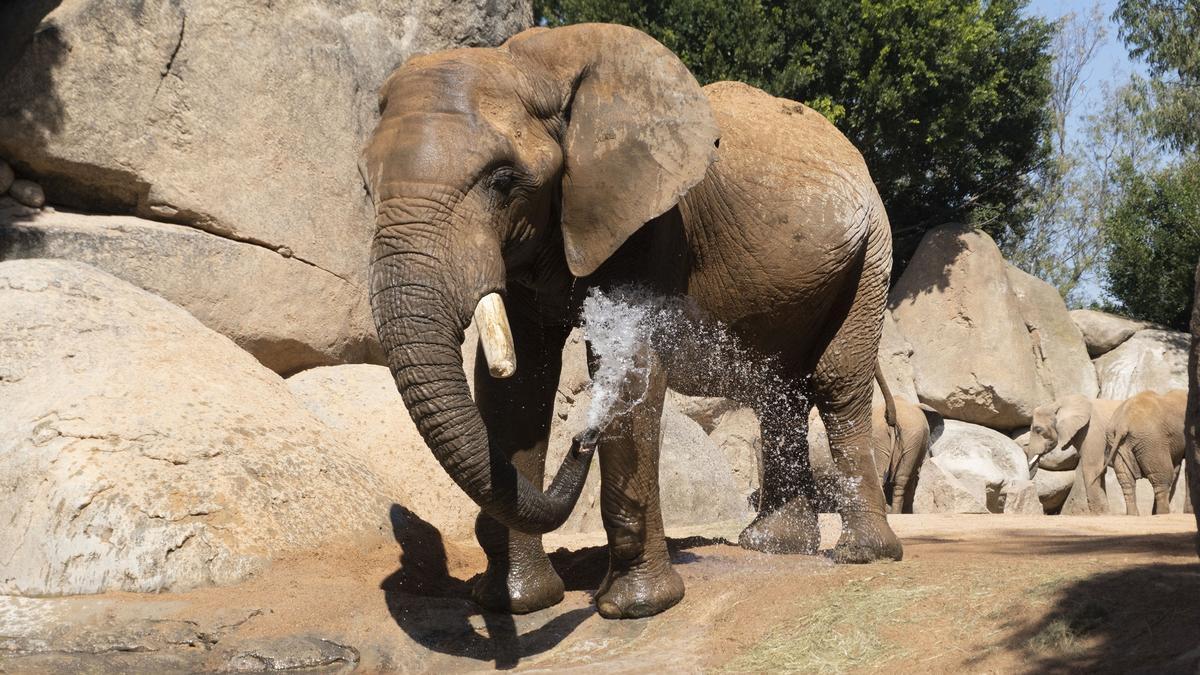 Muere Kibo, el elefante macho de Bioparc València.