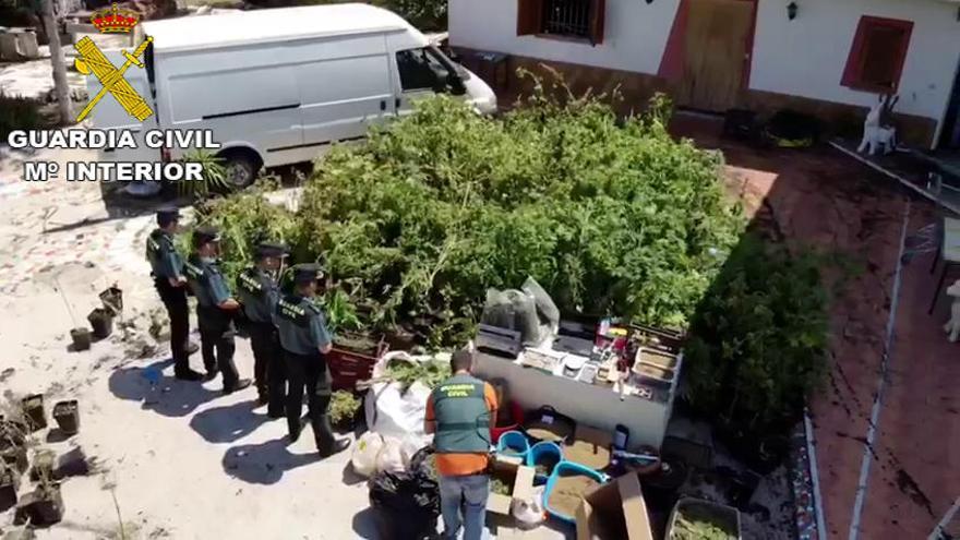 Efectivos de la Guardia Civil ante las plantas incautadas en un municipio, durante esta operación