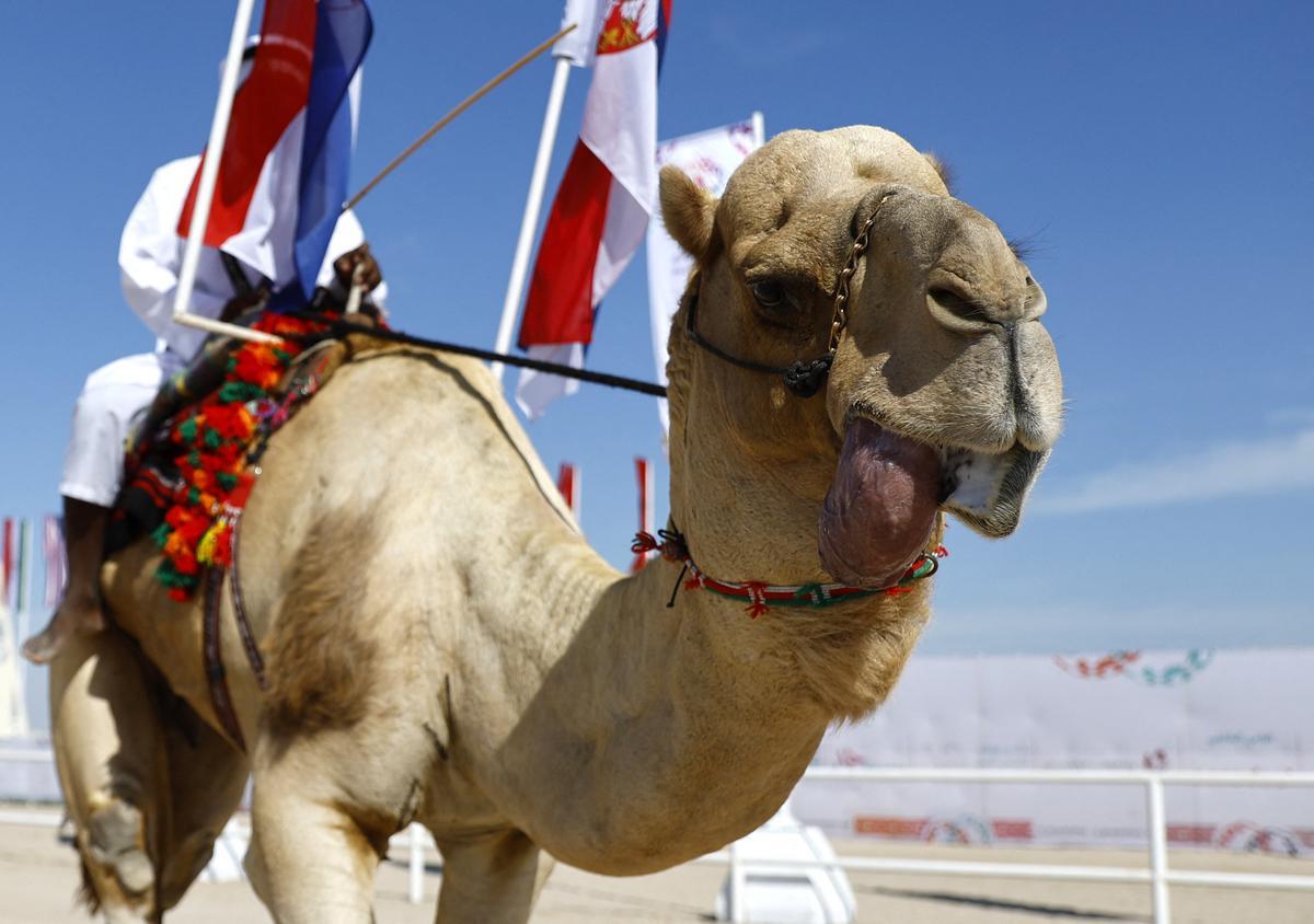 Concurso de belleza de camellos en Qatar