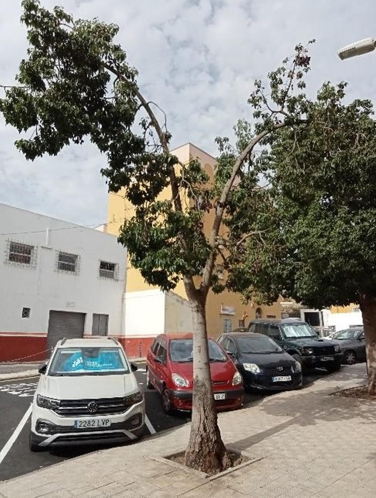 Árbol dañado en Somosierra.