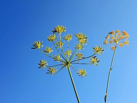 Sommerblumen