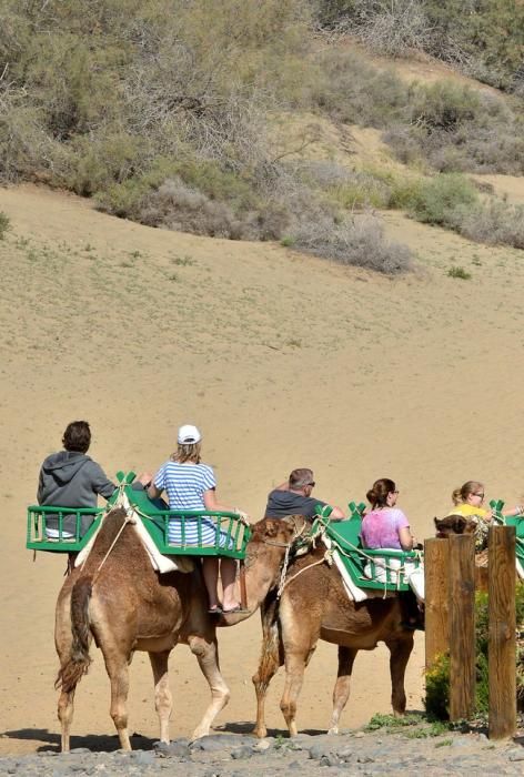 CAMELLOS DUNAS MASPALOMAS