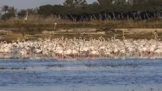 Los flamencos nidifican por primera vez en l'Albufera y en pleno invierno