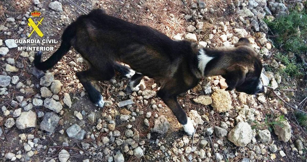 Un cachorro maltratado y rescatado por la Guardia Civil.