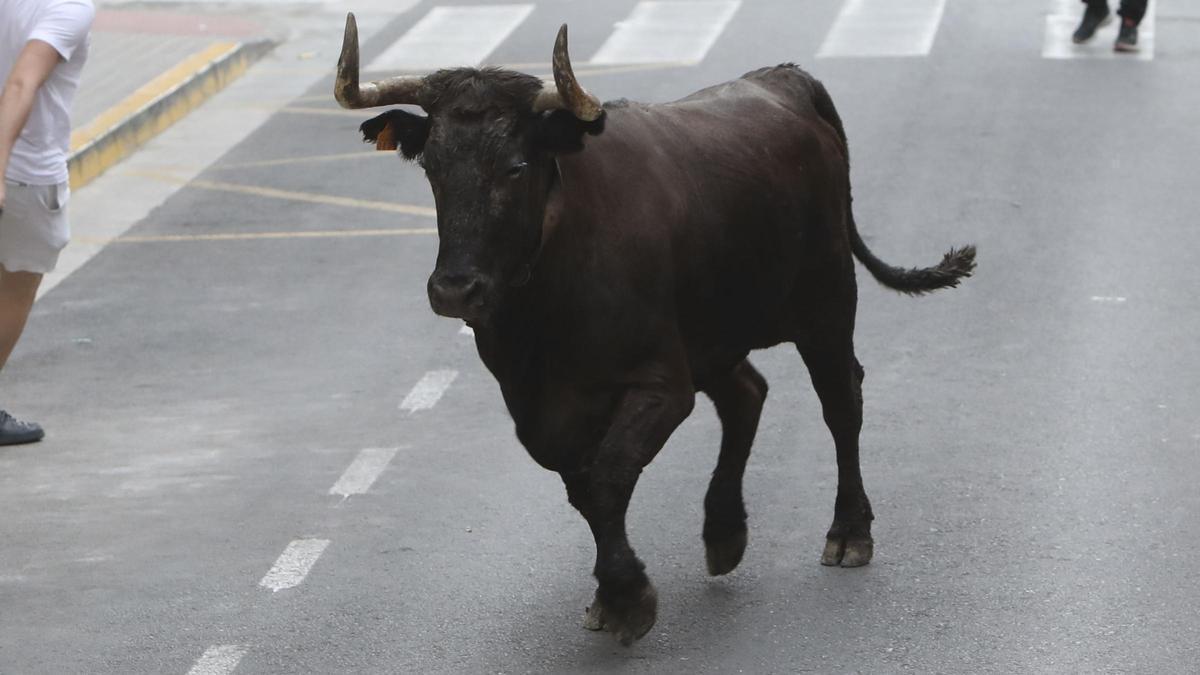 Los "bous al carrer" se están celebrando en Benimàmet