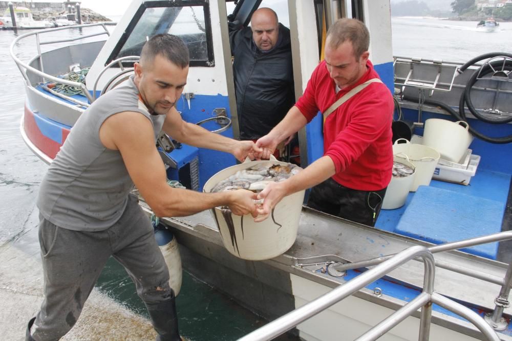 Las primeras descargas de pulpo en el puerto de Bueu // Santos Álvarez