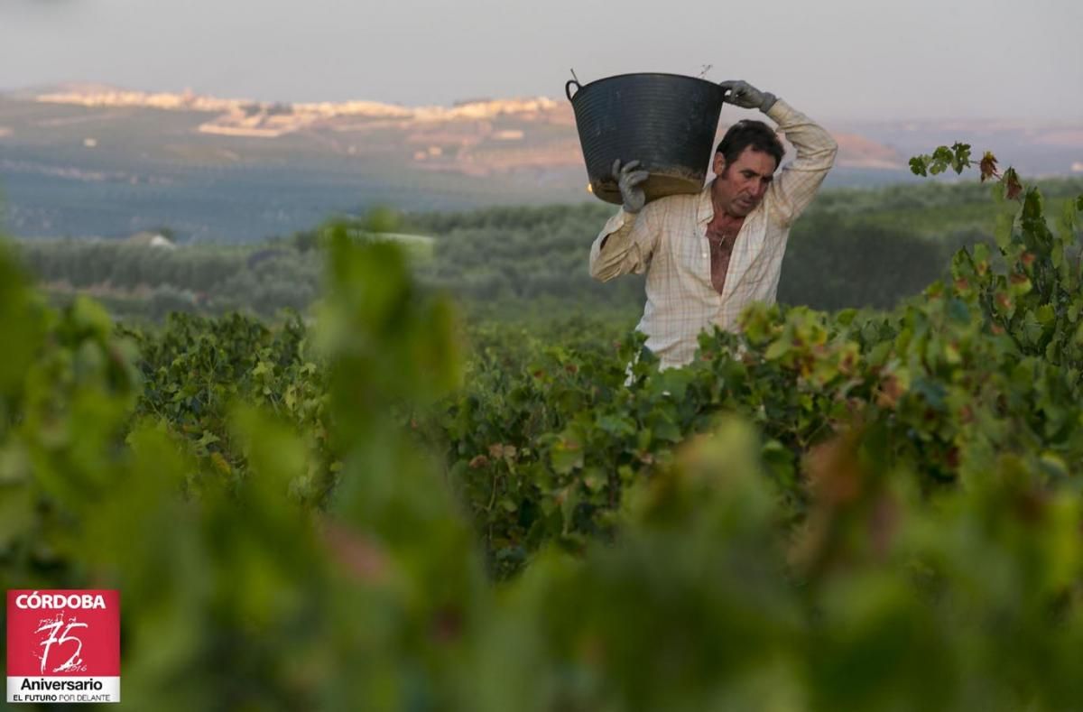 Vendimia en Montilla Moriles.