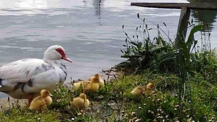 La hembra de pato criollo, acompañada por sus pollos, en la ría de Villaviciosa.