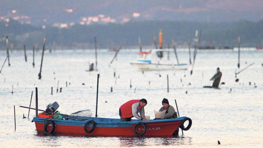 Hombres trabajando en los parques de cultivo que se extienden por el litoral de Carril.  // J. L. Oubiña