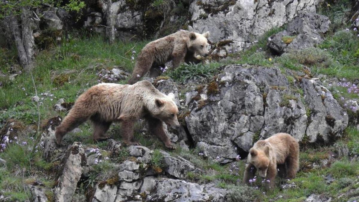 Un grupo de osos en la Cordillera Cantábrica