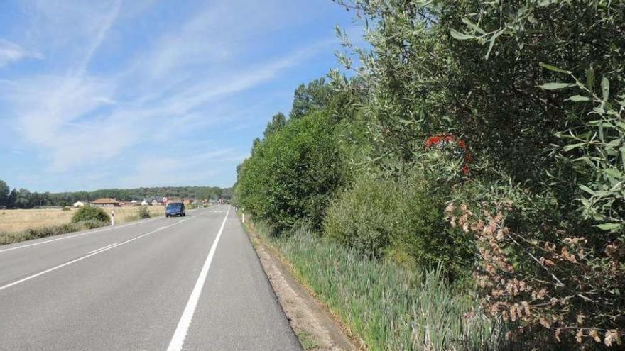 La vegetación no permite ver las señales en la N-525 a la entrada de Vega de Tera.