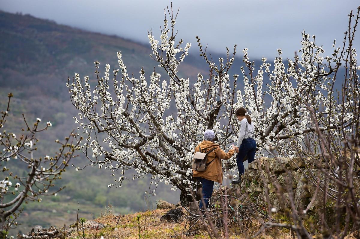 GALERÍA | El Jerte empieza a florecer GALERÍA | El Jerte empieza a florecer