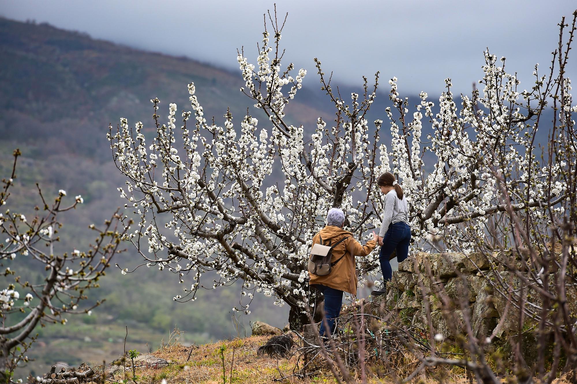 GALERÍA | El Jerte empieza a florecer