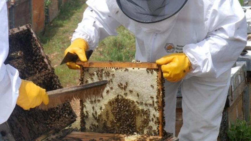 Un apicultor de la provincia de Zamora en una imagen de archivo.