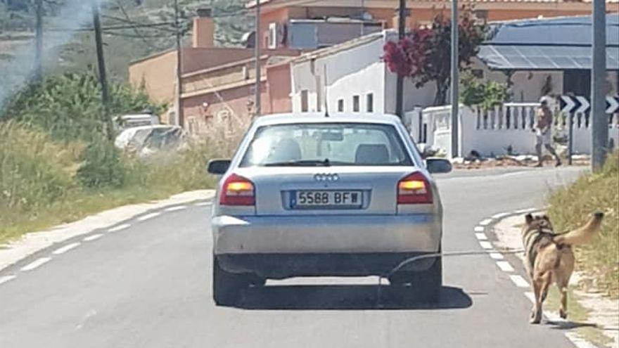 Maltrato animal: ata a un perro al coche y se pasea por las calles