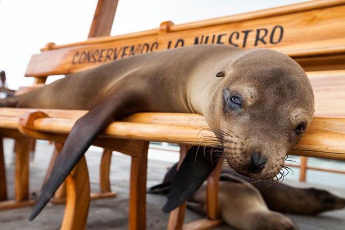 León marino descansando sobre un banco en la isla de San Cristóbal.