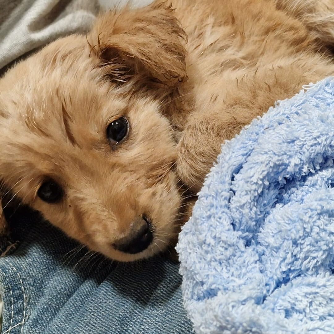 They save two puppies from burning to death in the Tenerife fire