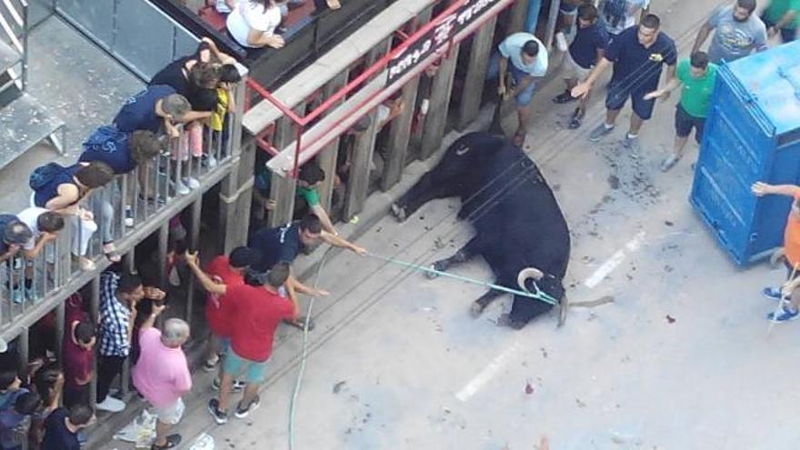 Polémica en Vila-real al desplomarse un toro en plena exhibición taurina