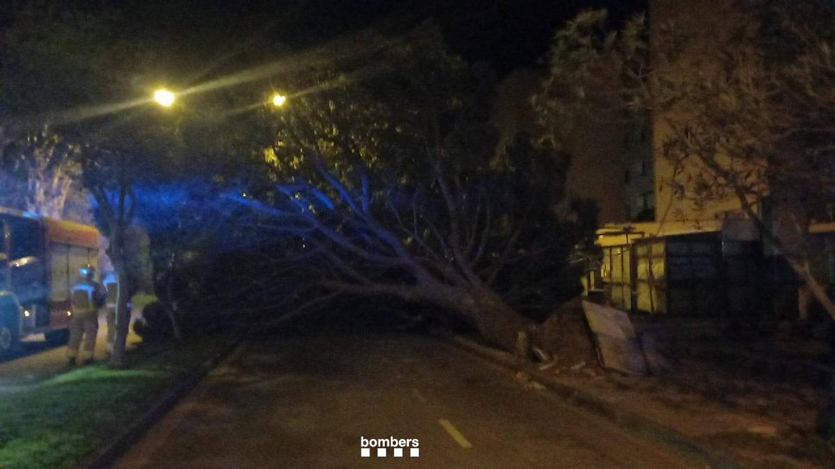 Els Bombers treballant en la caiguda d'un arbre a la zona de Santa Margarida de Roses.
