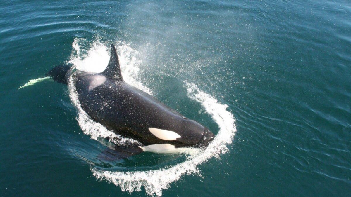 ¿Por qué las orcas de Gibraltar están golpeando a los veleros?