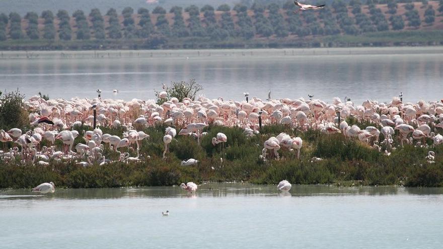 El nivel de agua en la Laguna de Fuente de Piedra este año es muy bueno.