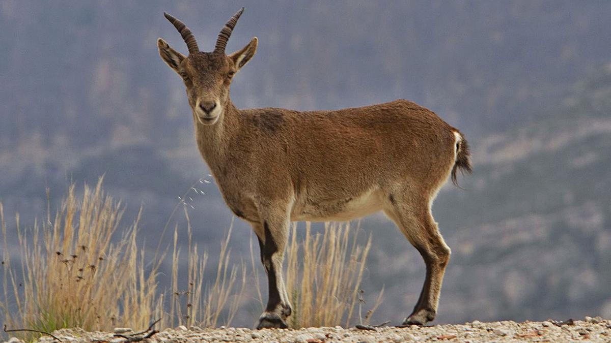 La riqueza de la fauna de Millares y toda la Canal | PERALES IBORRA