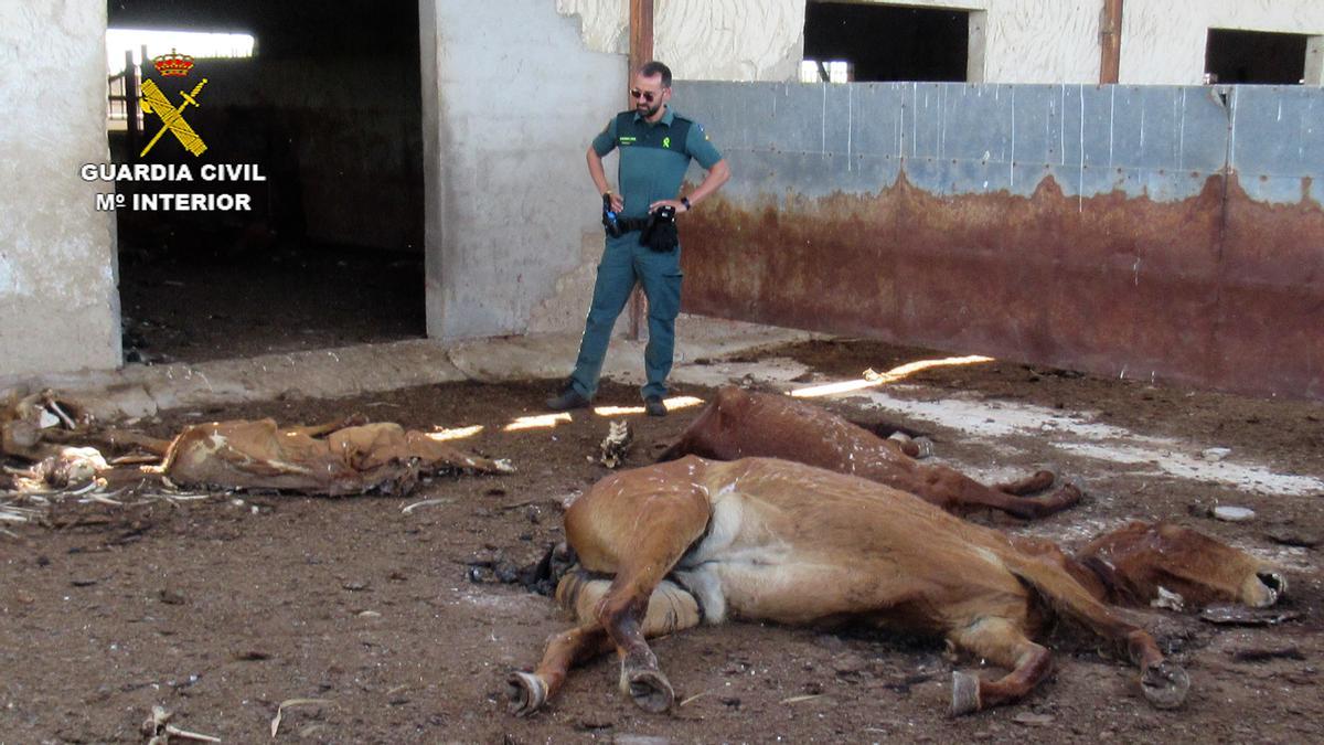 La Guardia Civil investiga al titular de una granja en Murcia por maltrato animal