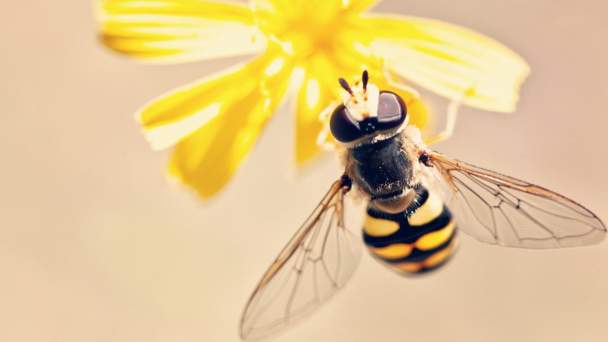 Las abejas y las avispas forman parte de los conocidos como insectos picadores