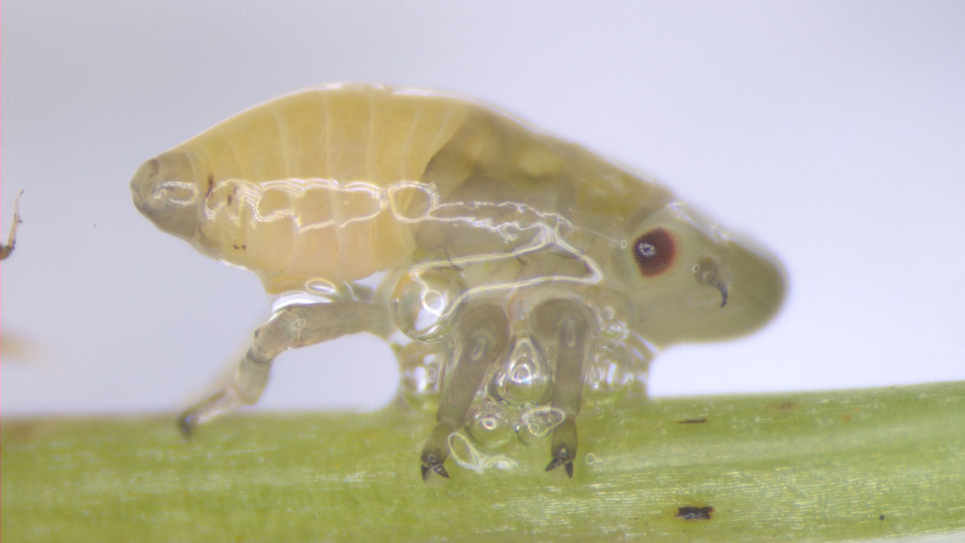 La UIB identifica los insectos responsables de la transmisión de la 'Xylella fastidiosa' en Baleares