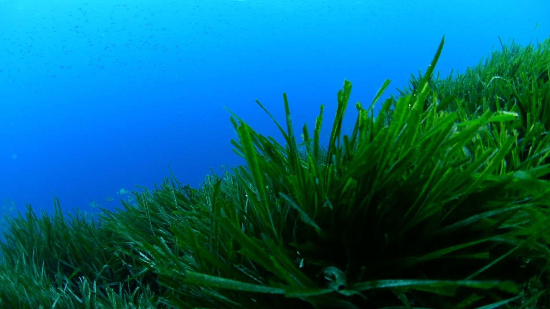 La posidonia de Illetes tiene 2.355 años