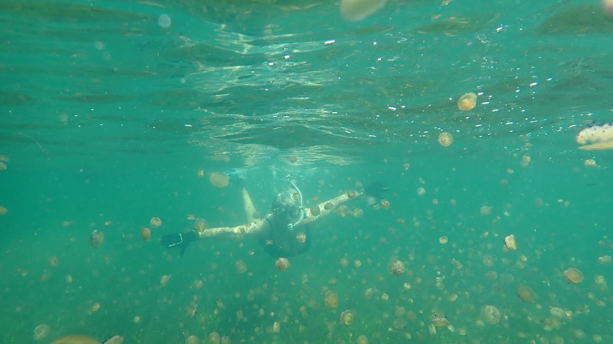 Isabel Rubio, integrante de Pacto por el Mar Menor, inspecciona las poblaciones de medusa de la laguna.