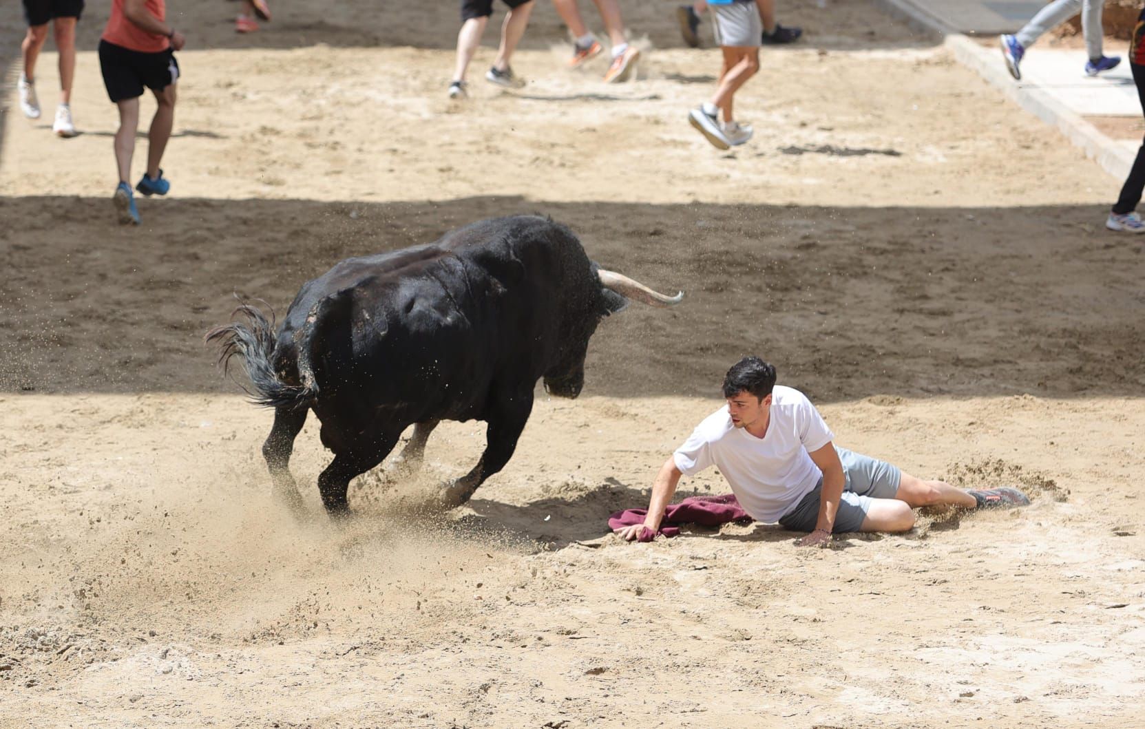 Encierro de cerriles y prueba del toro en las fiestas de Sant Pere del Grau