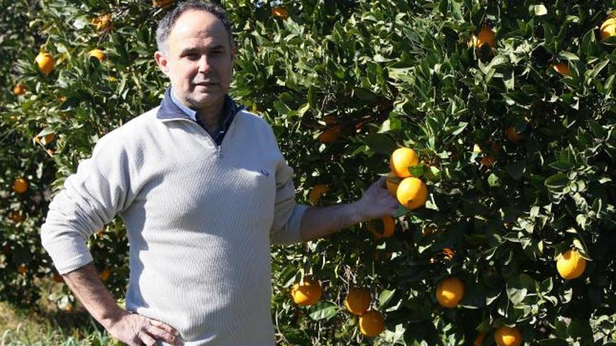 Francesc García Barberà en uno de sus campos de naranjas ecológicas.