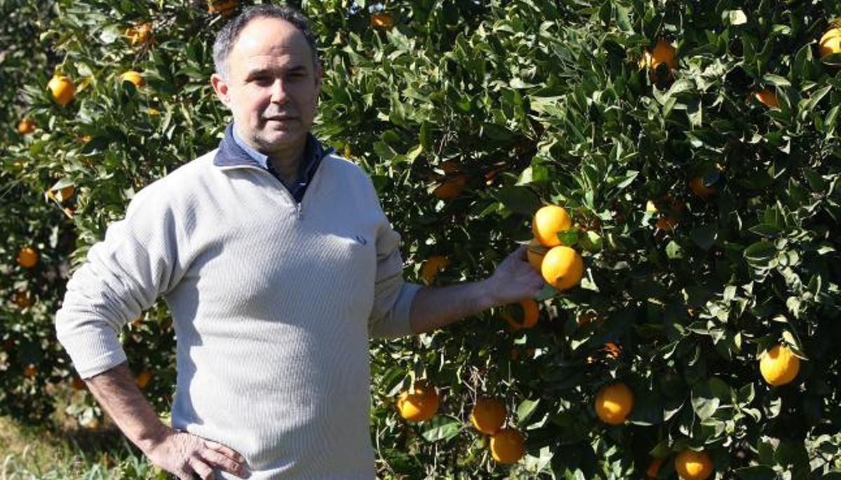Francesc García Barberà en uno de sus campos de naranjas ecológicas.