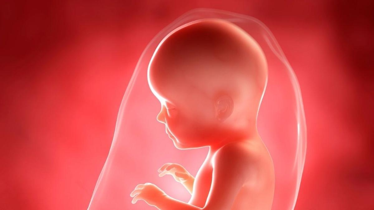 Imagen de un feto de siete meses