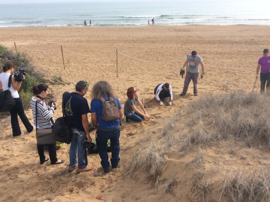 Reintroducción especies autóctonas en las dunas de