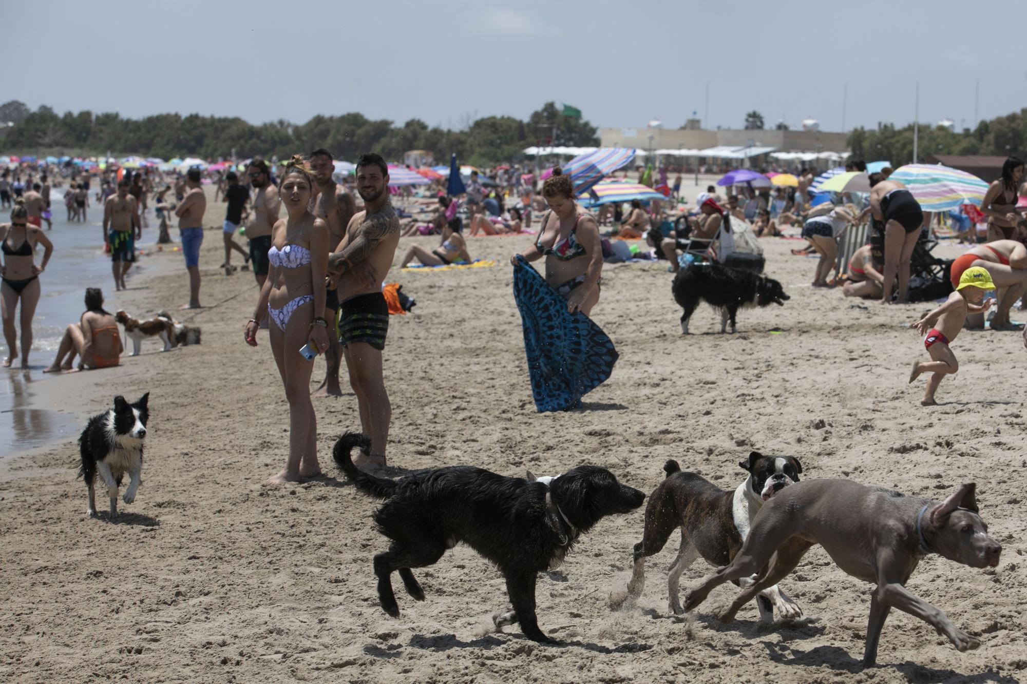 Playa canina de Pinedo