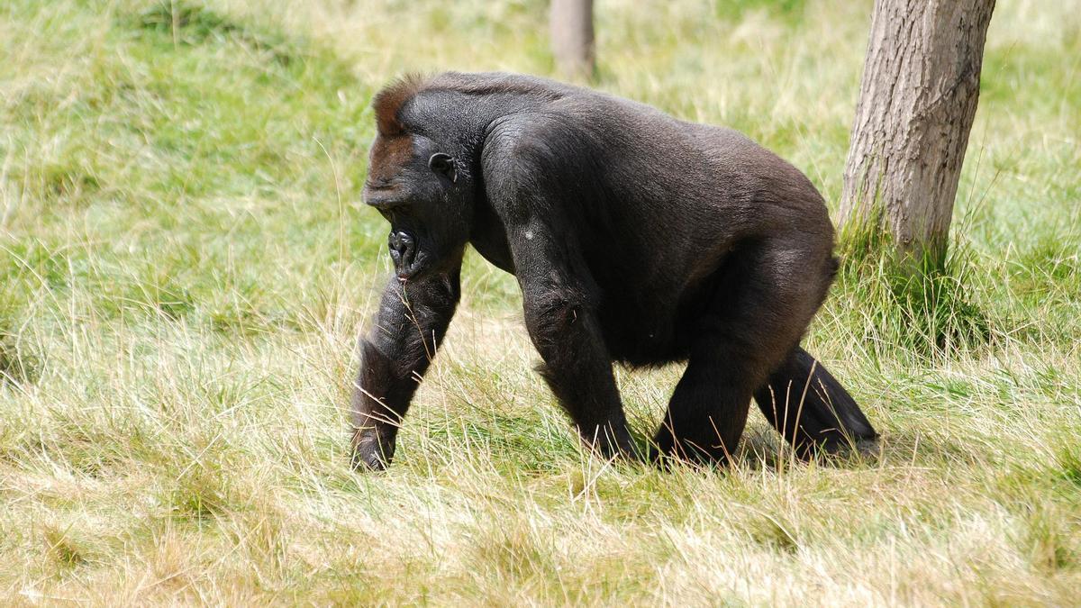 Los gorilas son animales de gran inteligencia